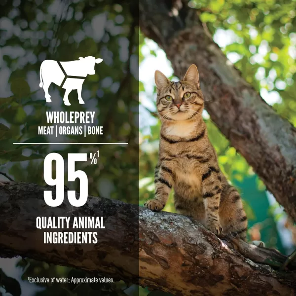 ORIJEN Kitten Chicken and Salmon Entree in Bone Broth Wet Cat Food WholePrey Ingredients 3 oz Case of 24Regional Red