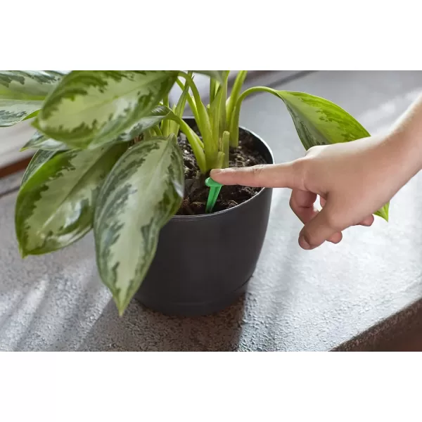 Miracle-Gro Indoor Plant Food Spikes, Includes 48 Spikes - Continuous Feeding for all Flowering and Foliage Houseplants - NPK 6-12-6, Pack of 1