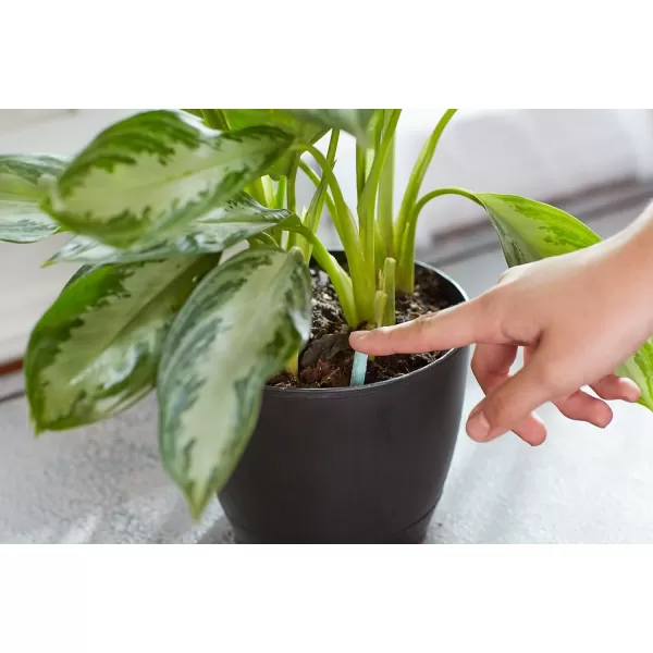 Miracle-Gro Indoor Plant Food Spikes, Includes 48 Spikes - Continuous Feeding for all Flowering and Foliage Houseplants - NPK 6-12-6, Pack of 1