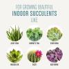 imageMiracleGro Succulent Potting Mix For Indoor Succulents Aloe Vera and More Made with MiracleGro Plant Food 4 qt1 Pack