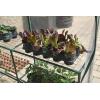 imageMiracleGro 48quot x 48quot x 65quot AllSeason Small Walkin Greenhouse with 8 Wire Shelves for Outdoors EasyAccess and Durable Translucent