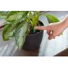 imageMiracleGro Indoor Plant Food Spikes Includes 48 Spikes  Continuous Feeding for all Flowering and Foliage Houseplants  NPK 6126 Pack of 1