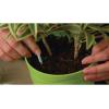 imageMiracleGro Indoor Plant Food Spikes Includes 48 Spikes  Continuous Feeding for all Flowering and Foliage Houseplants  NPK 6126 Pack of 1