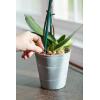 imageMiracleGro Orchid Plant Food SpikesPlant Food Spikes