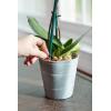 imageMiracleGro Orchid Plant Food SpikesPlant Food Spikes