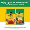 imageMiracleGro Water Soluble All Purpose Plant Food Plant Fertilizer for Indoor or Outdoor Plants Roses Flowers Houseplants Vegetables and Trees 10 lb625 lb