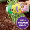 imageMiracleGro Shake n Feed Extended Boost Fertilizer for Plants Feeds Up to 6 Months 3 lbs
