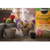 imageMiracleGro Cactus Palm ampamp Citrus Potting Mix and Succulent Plant Food  Bundle of Potting Soil 8 qt and Liquid Plant Food 8 oz for Growing and Fertilizing Indoor SucculentsPotting Mix 3 Pack