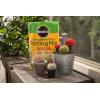 imageMiracleGro Cactus Palm ampamp Citrus Potting Mix and Succulent Plant Food  Bundle of Potting Soil 8 qt and Liquid Plant Food 8 oz for Growing and Fertilizing Indoor SucculentsPotting Mix 3 Pack