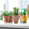 imageMiracleGro Succulent Plant Food 8 oz For Succulents including Cacti Jade And Aloe1 Pack