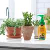imageMiracleGro Succulent Plant Food 8 oz For Succulents including Cacti Jade And Aloe3 Pack