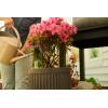 imageMiracleGro Water Soluble Azalea Camellia Rhododendron Plant Food  Fertilizer for AcidLoving Plants ampamp Flowers 5 lb