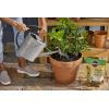 imageMiracleGro Shake N Feed Citrus Avocado Mango Plant Food For Container and InGround Plants Citrus Trees Avocado Trees and Mango Trees 45 lbs8 lb