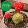 imageMiracleGro Cactus Palm and Citrus Potting Mix for Indoor or Outdoor Potted Plants Great for Succulents 8 qt 2Pack8 Qt Pack of 2