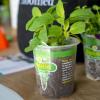 image:imageGardenuity Simply Rooted Garden  Vegetable and Herb Garden Kit with Live Tomato or Pepper Plant Bonnie Plants MiracleGro Pour amp Feed Plant Food amp 5Gallon Grow BagFlower Garden