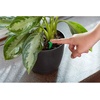 image:imageMiracleGro Indoor Plant Food Spikes Includes 24 Spikes  Continuous Feeding for all Flowering and Foliage Houseplants  NPK 61261 Pack