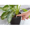 image:imageMiracleGro Indoor Plant Food Spikes Includes 24 Spikes  Continuous Feeding for all Flowering and Foliage Houseplants  NPK 61261 Pack