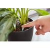 image:imageMiracleGro Indoor Plant Food Spikes Includes 24 Spikes  Continuous Feeding for all Flowering and Foliage Houseplants  NPK 61261 Pack