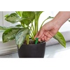 image:imageMiracleGro Indoor Plant Food Spikes Includes 24 Spikes  Continuous Feeding for all Flowering and Foliage Houseplants  NPK 61261 Pack