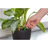 image:imageMiracleGro Indoor Plant Food Spikes Includes 24 Spikes  Continuous Feeding for all Flowering and Foliage Houseplants  NPK 612612 Pack