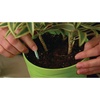 image:imageMiracleGro Indoor Plant Food Spikes Includes 24 Spikes  Continuous Feeding for all Flowering and Foliage Houseplants  NPK 612612 Pack