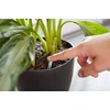 image:imageMiracleGro Indoor Plant Food Spikes Includes 24 Spikes  Continuous Feeding for all Flowering and Foliage Houseplants  NPK 612612 Pack