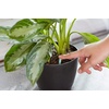 image:imageMiracleGro Indoor Plant Food Spikes Includes 24 Spikes  Continuous Feeding for all Flowering and Foliage Houseplants  NPK 612612 Pack