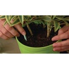 image:imageMiracleGro Indoor Plant Food Spikes Includes 24 Spikes  Continuous Feeding for all Flowering and Foliage Houseplants  NPK 61262 Pack
