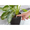 image:imageMiracleGro Indoor Plant Food Spikes Includes 24 Spikes  Continuous Feeding for all Flowering and Foliage Houseplants  NPK 61262 Pack