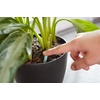 image:imageMiracleGro Indoor Plant Food Spikes Includes 24 Spikes  Continuous Feeding for all Flowering and Foliage Houseplants  NPK 61262 Pack