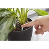 image:imageMiracleGro Indoor Plant Food Spikes Includes 24 Spikes  Continuous Feeding for all Flowering and Foliage Houseplants  NPK 6126Case Pack