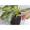 image:imageMiracleGro Indoor Plant Food Spikes Includes 24 Spikes  Continuous Feeding for all Flowering and Foliage Houseplants  NPK 6126Case Pack