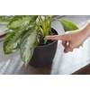 image:imageMiracleGro Indoor Plant Food Spikes Includes 24 Spikes  Continuous Feeding for all Flowering and Foliage Houseplants  NPK 6126Case Pack