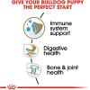 imageRoyal Canin Bulldog Adult Dry Dog Food 30 lb bag6 Pound Pack of 1
