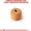 imageRoyal Canin Labrador Retriever Adult Breed Specific Dry Dog Food 17 lb bag17 Pound Pack of 1