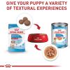 imageRoyal Canin Size Health Nutrition Medium Puppy Dry Dog Food 30 lb bag4 Pound Pack of 1