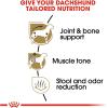 imageRoyal Canin Dachshund Adult Breed Specific Dry Dog Food 25 lb bag10 Pound Pack of 1