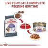 imageRoyal Canin Appetite Control SpayedNeutered Dry Adult Cat Food 6 lb bag14 Pound Pack of 1