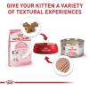 imageRoyal Canin Feline Health Nutrition Kitten Dry 7 lb bag7 Pound Pack of 1