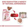 imageRoyal Canin Feline Health Nutrition Kitten SpayedNeutered Dry Cat Food 25 lb Bag25 Pound Pack of 1