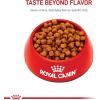 imageRoyal Canin Maine Coon Breed Dry Kitten Food 3 lb bagOriginal