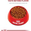 imageRoyal Canin Persian Breed Dry Kitten Food 3 lb bagChicken