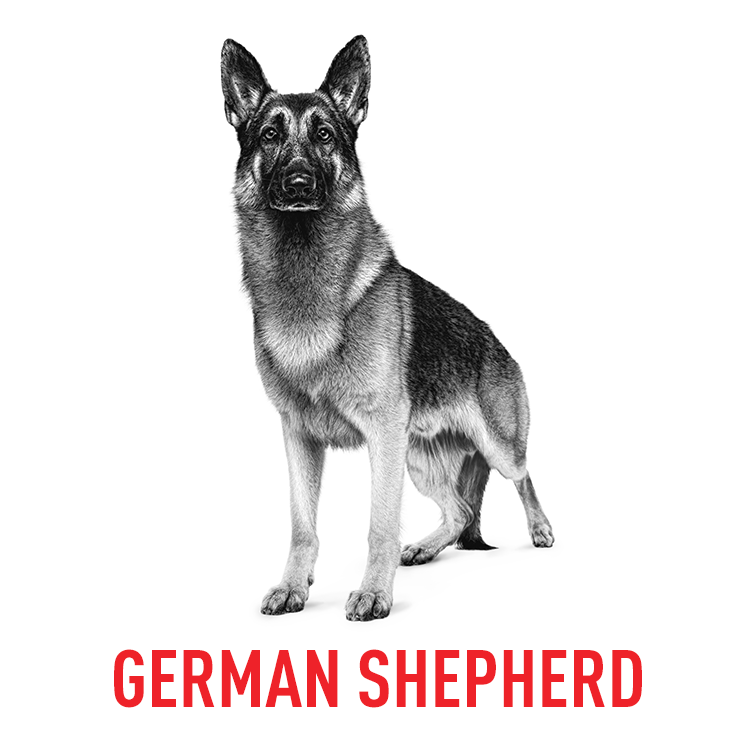 BY DOG BREEDS