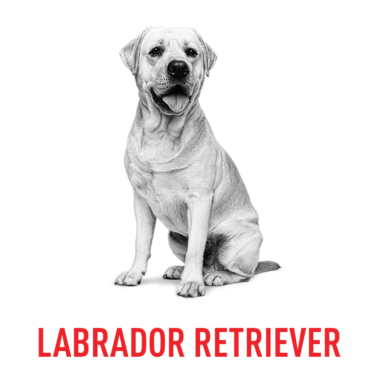 BY DOG BREEDS1