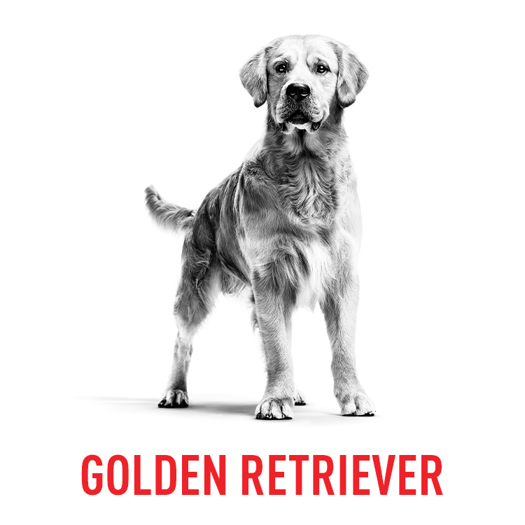 BY DOG BREEDS2