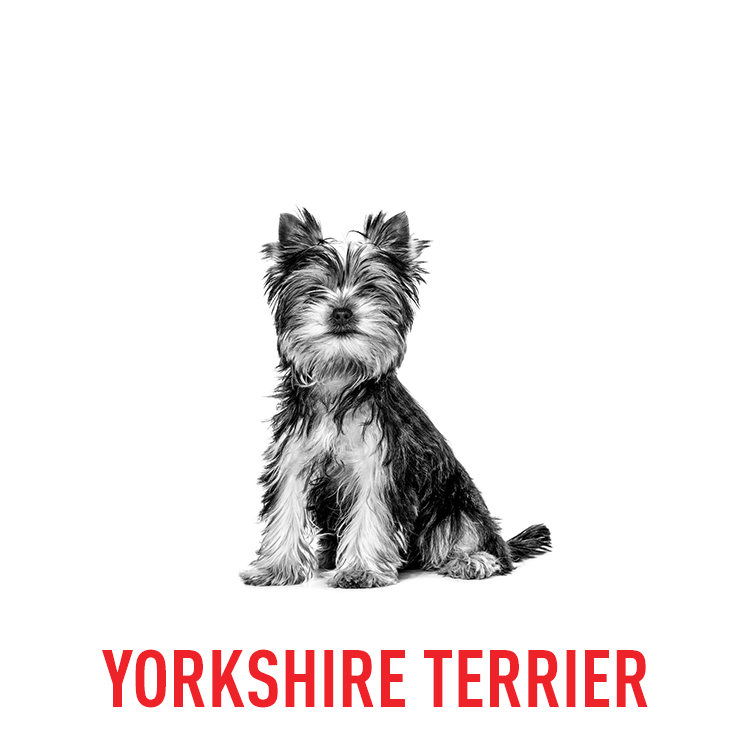 BY DOG BREEDS3