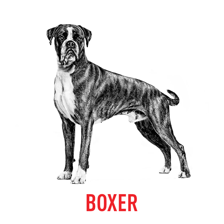 BY DOG BREEDS4