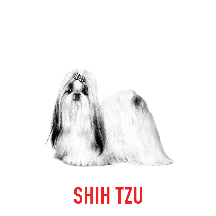 BY DOG BREEDS5