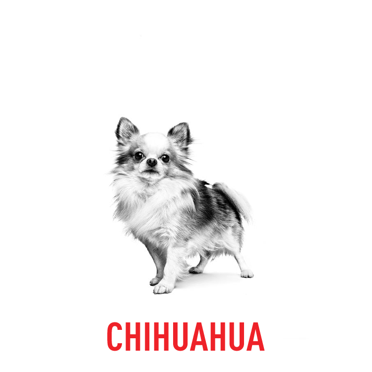 BY DOG BREEDS6